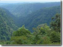 Forests in Costa Rica