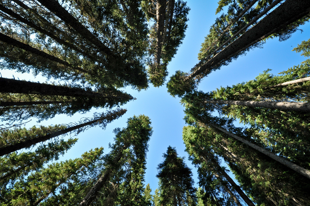 * Forest in the Cascade Mountains. Photo: Stephen Hui, Pembina Institute