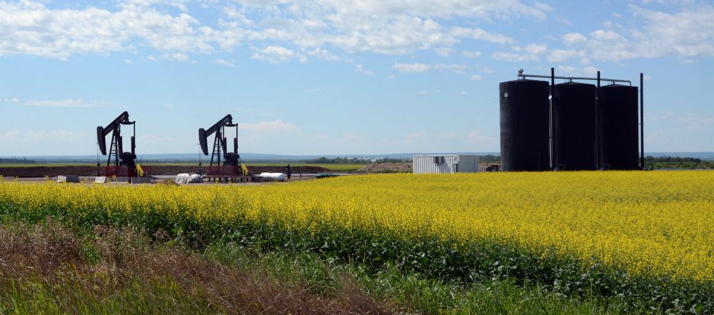 canola field with pumpacks and oil tanks