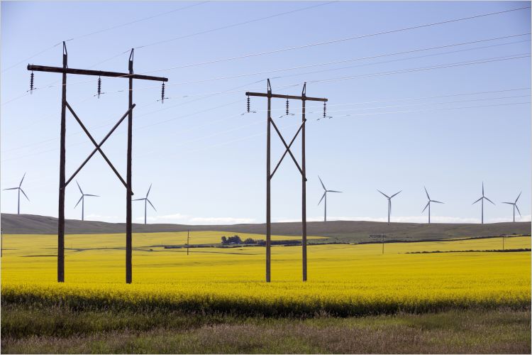 Transmission line towers in the middle of a yellow canola field in bloom with wind turbines in the background