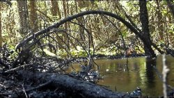 Nearly 11,000 barrels of bitumen have seeped to the surface of the Cold Lake facility. Photo: Toronto Star.