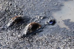 ducks trapped in toxic tailings ponds in 2008.