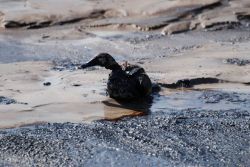 Duck struggling, covered in toxic tailings at Syncrude's Aurora tailings lake