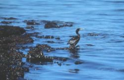 Bird struggles after Exxon Valdez oil spill, March 1989.