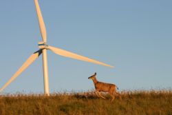 Wind farm in Southern Alberta.