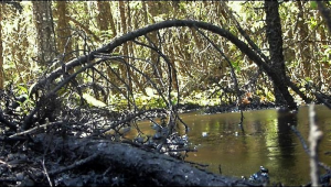 Bitumen collects on the surface at one of four areas on the CNRL blowout site. Photo: Emma Pullman/CNRL.