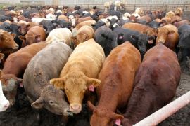 * The feedlot that supplies Growing Power Hairy Hill may have up 36,000 head of cattle on site at one time. Those cows produce 500 tonnes of cow manure a day.