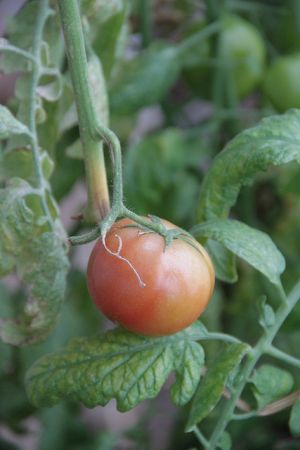 * Grown in the Earthship's greenhouse, these tomatoes continue production throughout the year watered with grey water from the home. Photo David Dodge, GreenEnergyFutures.ca