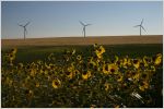 wind turbines in a field