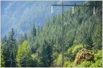 Transmission lines in front of a boreal forest backdrop. Photo by Stephen Hui.