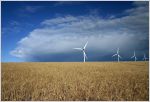 Wind turbines in a wheatfield
