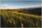 Wheat field with mountains in background under blue skies