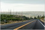 Road through a new growth forest with a burnt forest in the distance