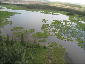 Wetlands near the oilsands