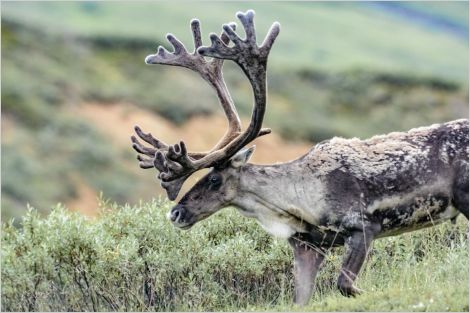 Boreal woodland caribou on green shrubby background