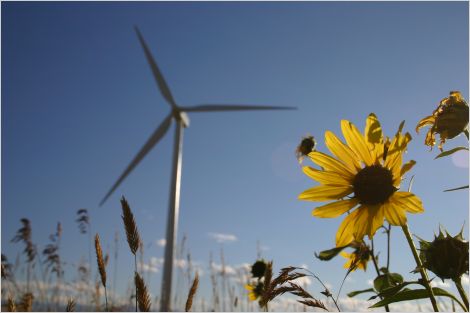 Wind turbine in field of sunflower