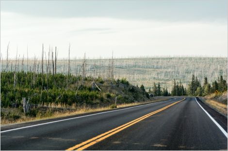 Road through a new growth forest with a burnt forest in the distance