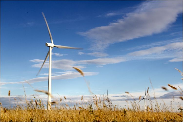 wind turbine in wheat field against blue sky 