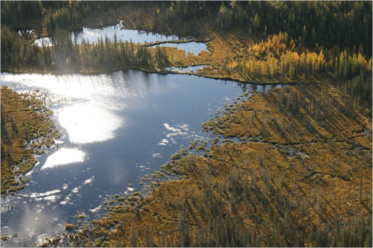 River in boreal forest, autumn