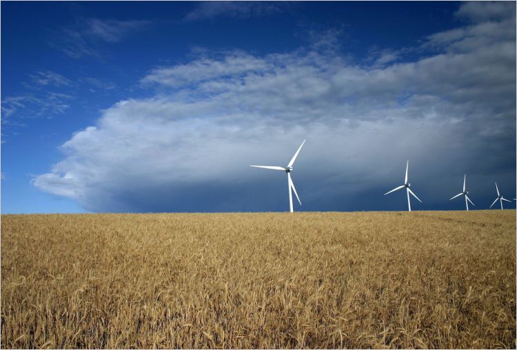 Wind turbines in a wheatfield