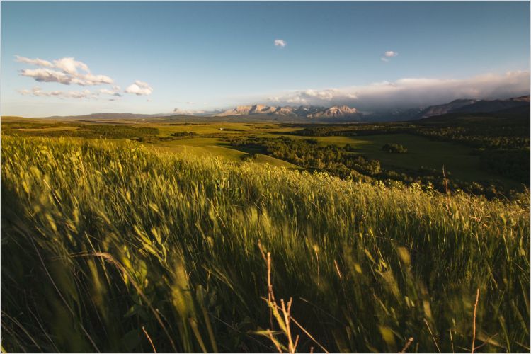 Wheat field with mountains in background under blue skies