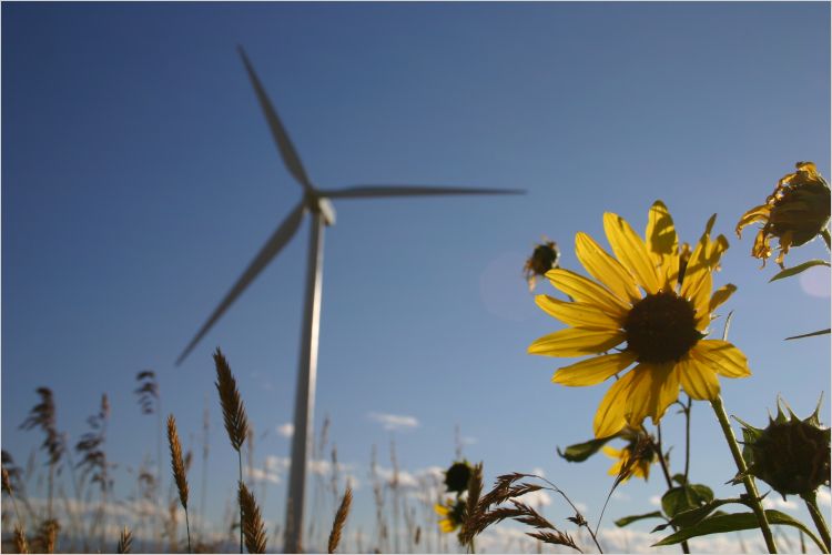 Wind turbine in field of sunflower