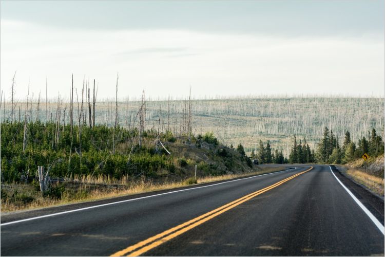 Road through a new growth forest with a burnt forest in the distance