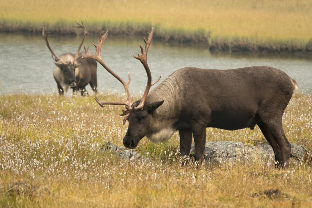 Threatened mountain caribou Tonquin Valley Jasper National Park Alberta Canada
