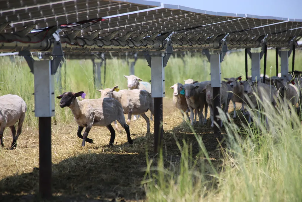 Sheep running in the shade under solar panels on a field in Alberta