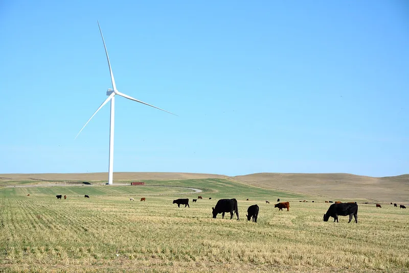 A wind turbine in Pincher Creek, AB. The sky is blue and there are cows grazing the field in the foreground. 