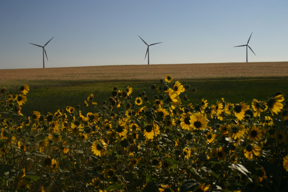 wind turbines in a field