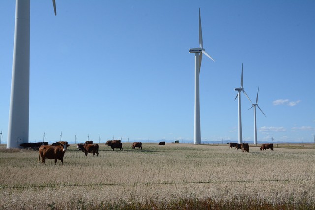 Wind turbines and cattle
