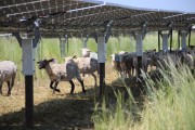 Sheep running in the shade under solar panels on a field in Alberta